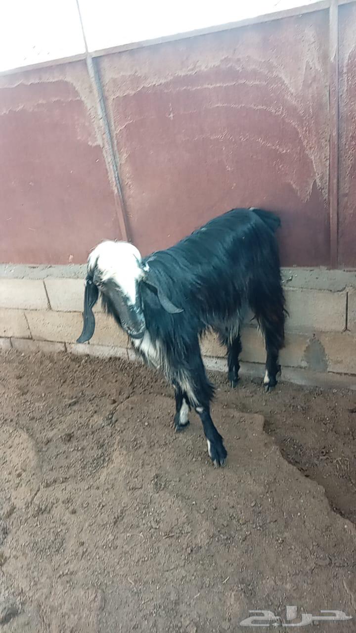 تيس للبيع بلدي64512964765699110