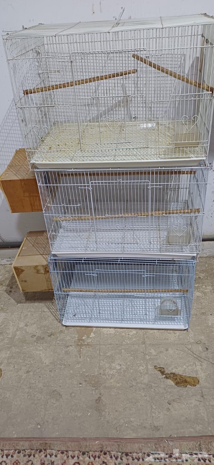 البيع قفص روز 60164515025409537111