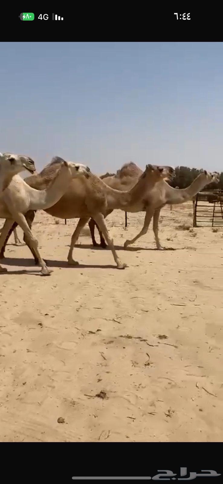 Kafu Shaghh Camel for Sale64516282712065113