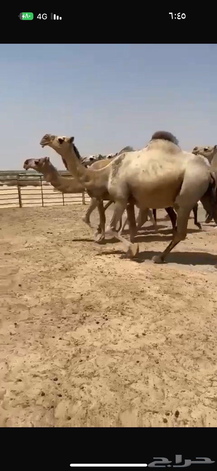 Kafu Shaghh Camel for Sale64516282712065110