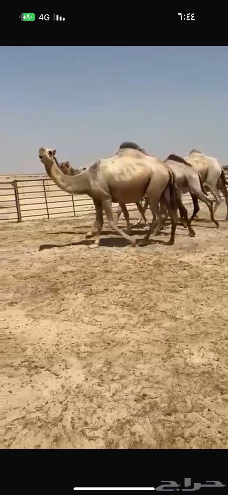 Kafu Shaghh Camel for Sale64516282712065111