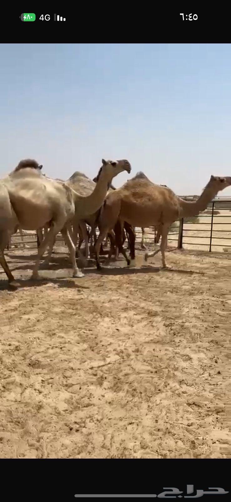 Kafu Shaghh Camel for Sale64516282712065114