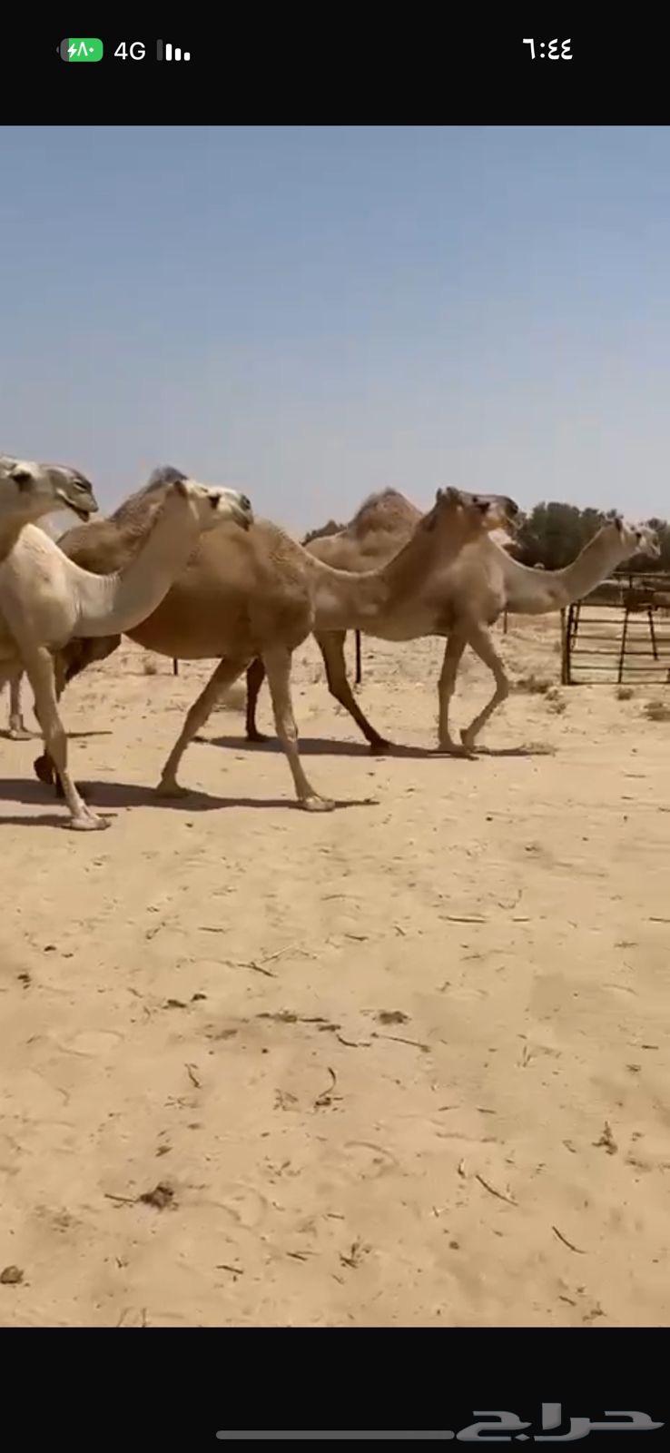 Kafu Shaghh Camel for Sale64516282712065112