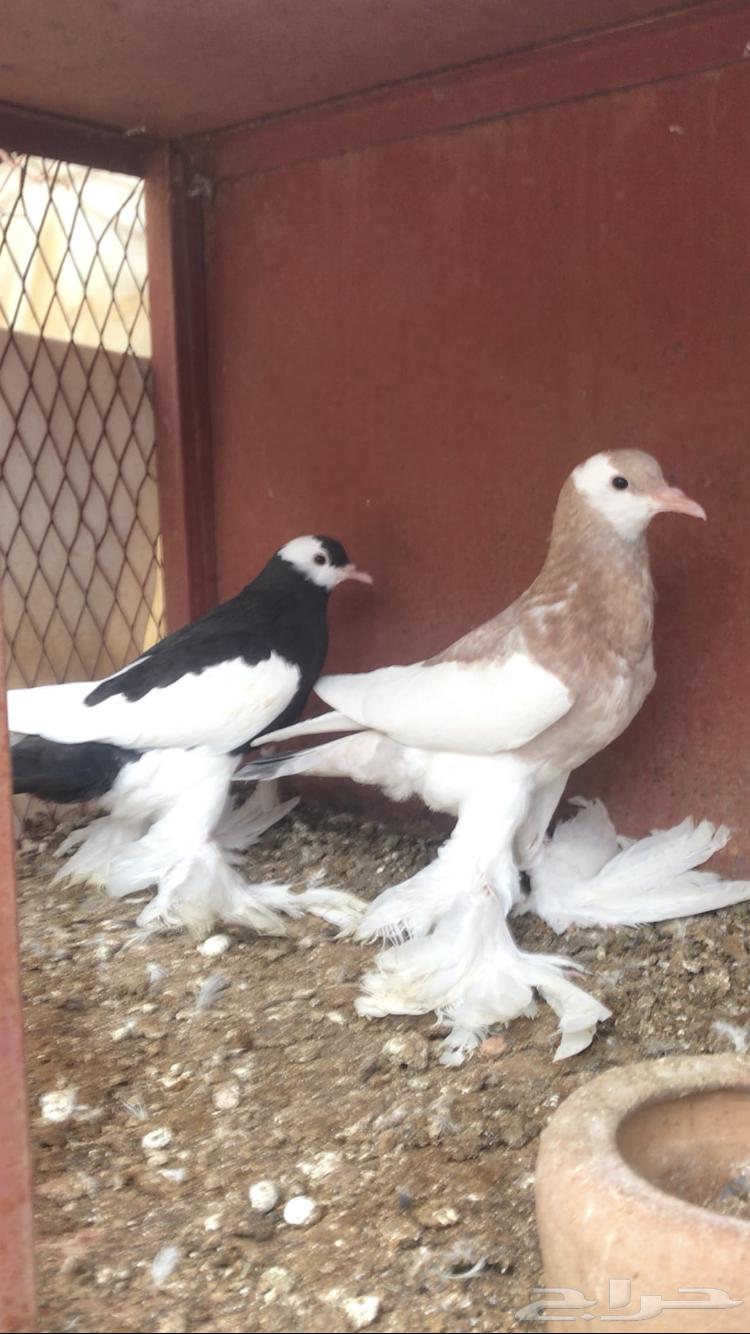 للبيع طبه نفاخ مسوبع64512469174273110