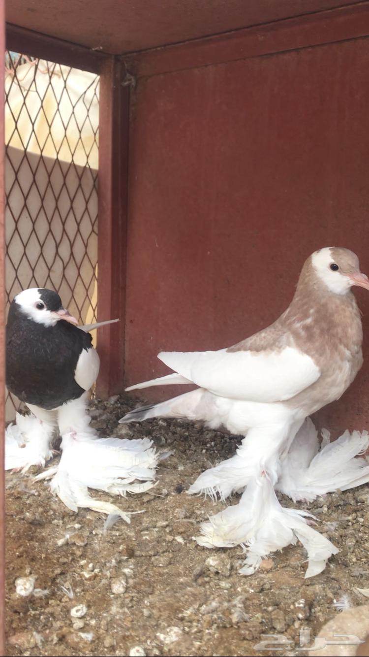 للبيع طبه نفاخ مسوبع64512469174273112