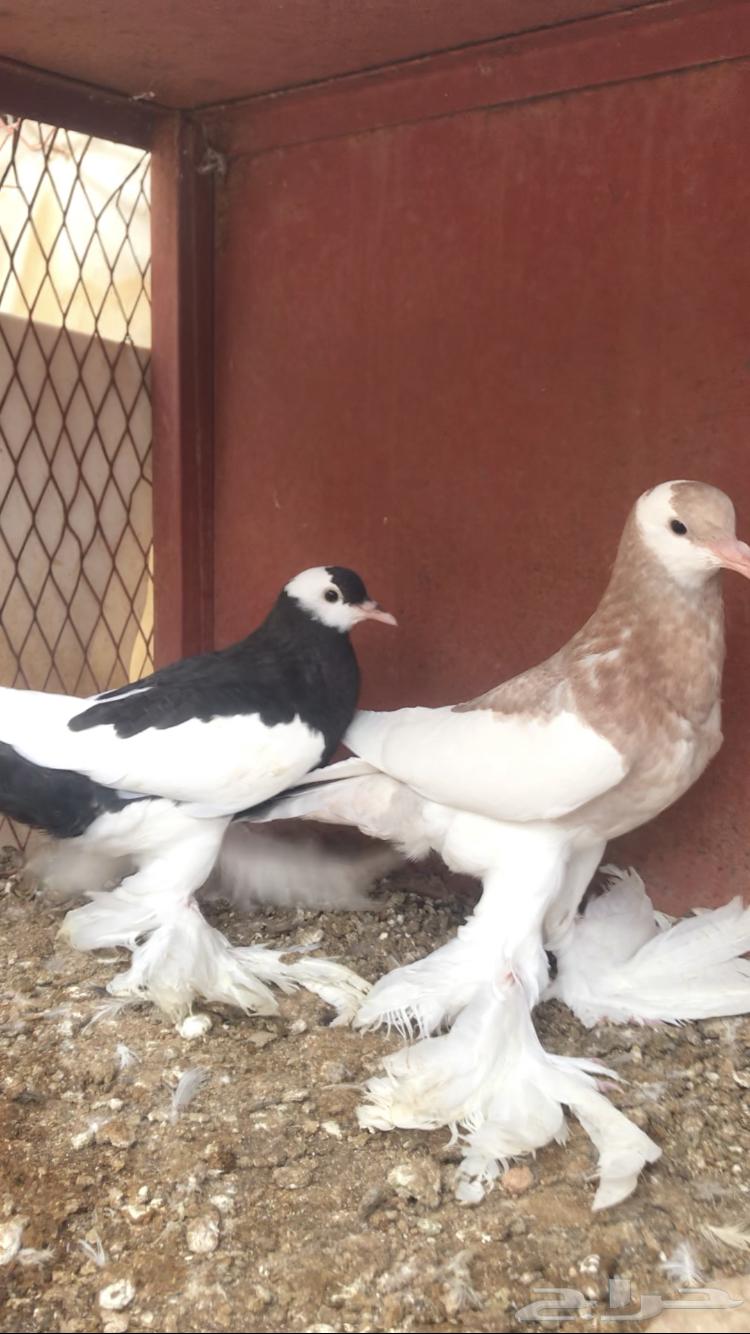 للبيع طبه نفاخ مسوبع64512469174273111