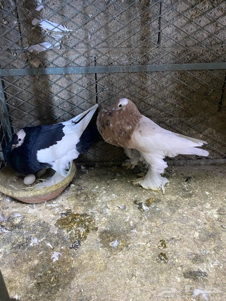 للبيع طبه نفاخ مسوبع64512469174273113