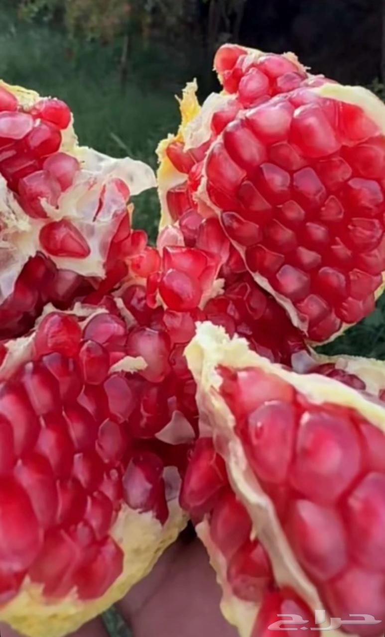 رمان الباحه (بيده) الفاخر64513089908739110