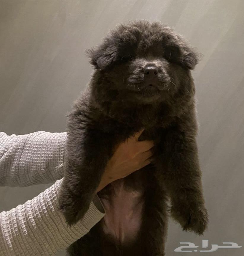 Chow Chow Puppies64511071499267110