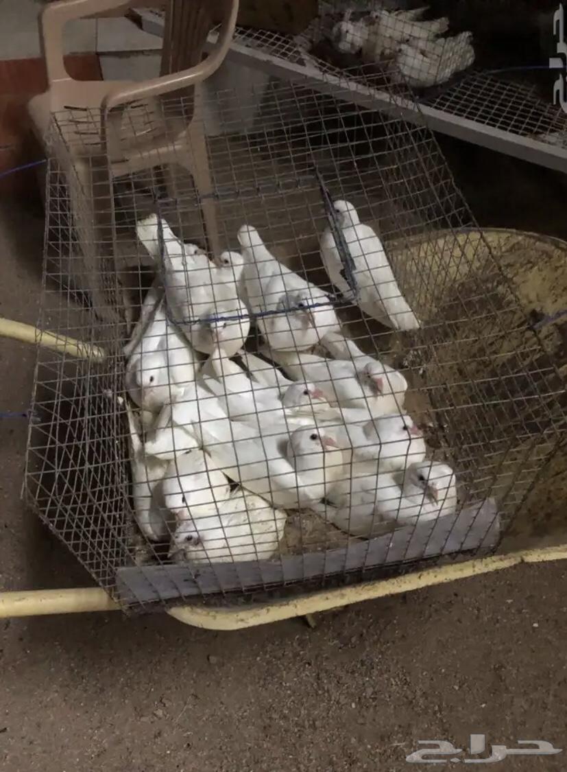 زغاليل حمام فرنسي جامبو64512566796673112