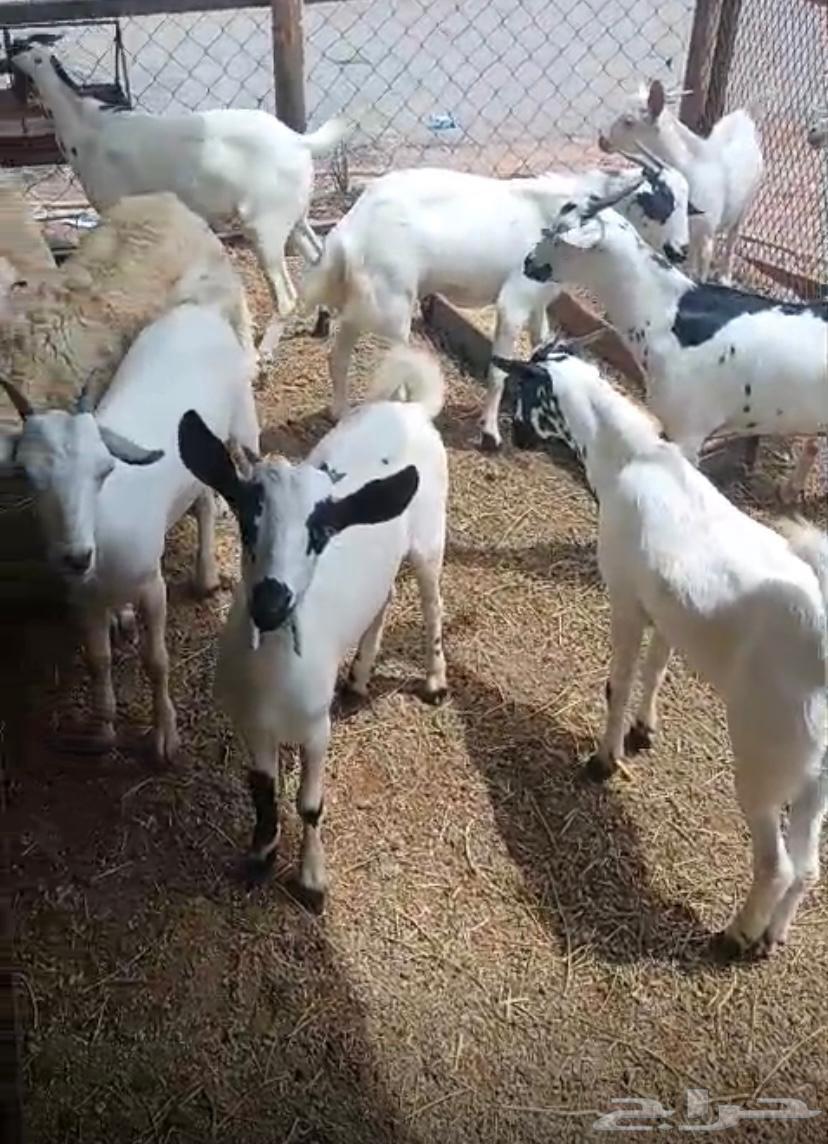 تيوس خرفان للبيع64515263220737110