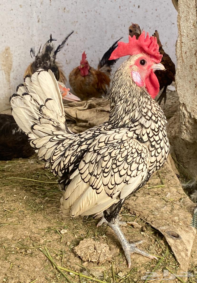 ديك سبرايت للبيع الموقع الخبراء64513825253505110