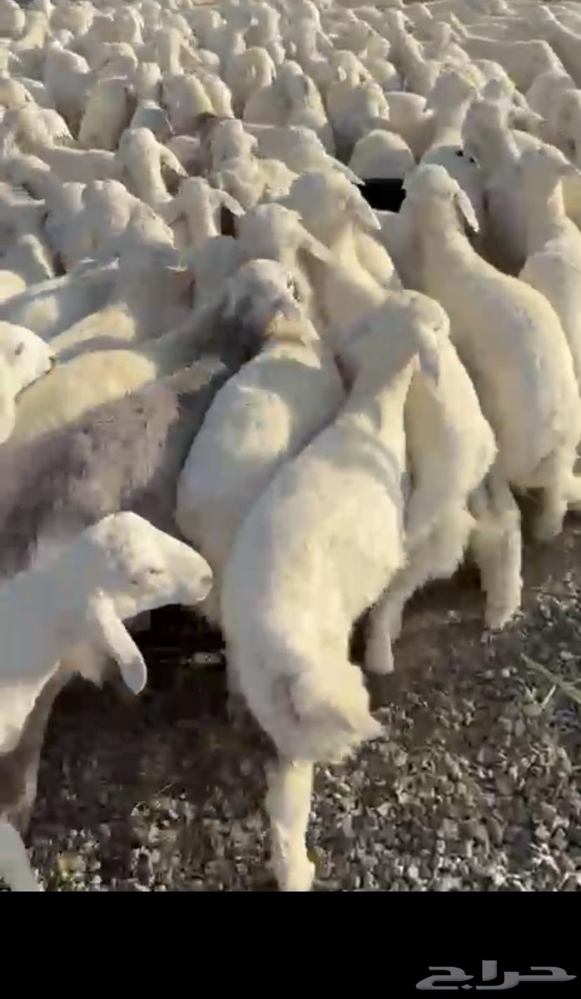 Luxury-bred sheep sold, click follow64511464822915112