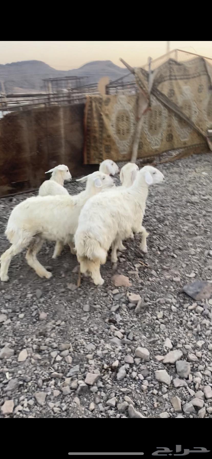 رخال للبيع تصلح مقنوي64516978425985110