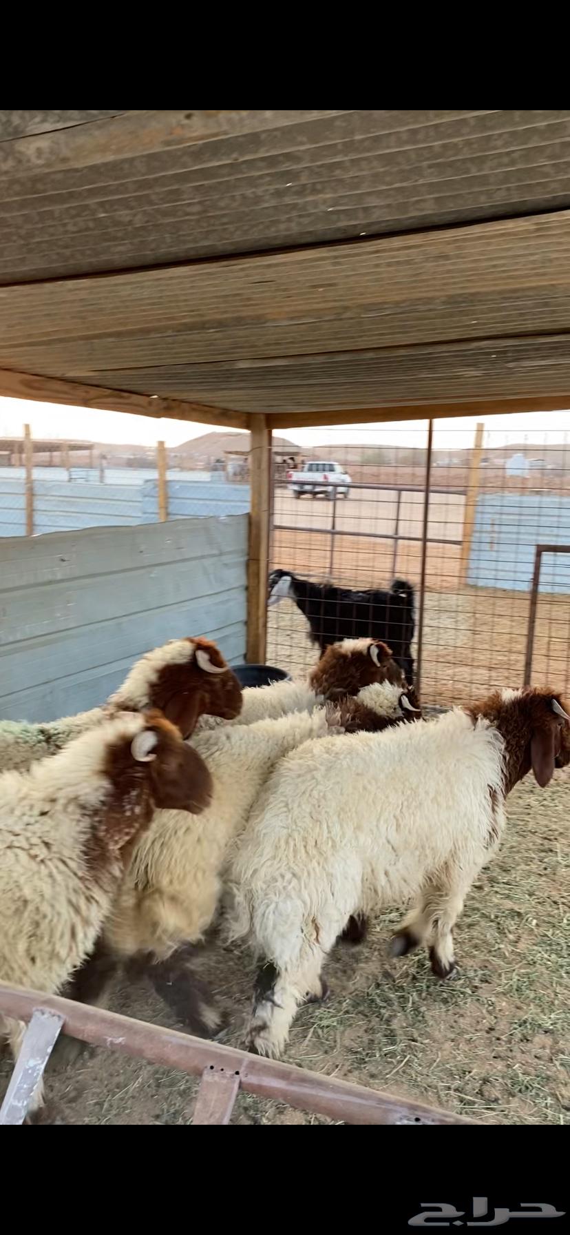 للبيع ذبايح نعيم جمله و تفريد64482728039683111