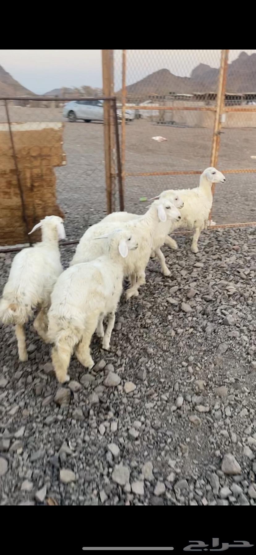 رخال للبيع تصلح مقنوي64516978425985111