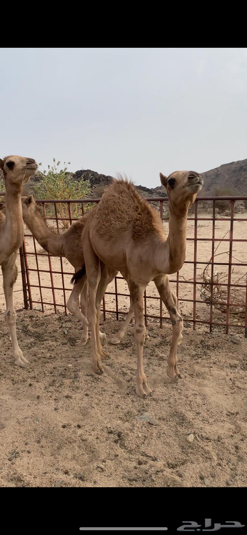 للبيع بكره على حليب أمه64515864128129111