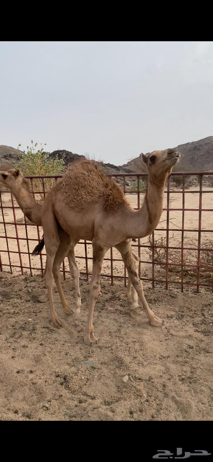 للبيع بكره على حليب أمه64515864128129110