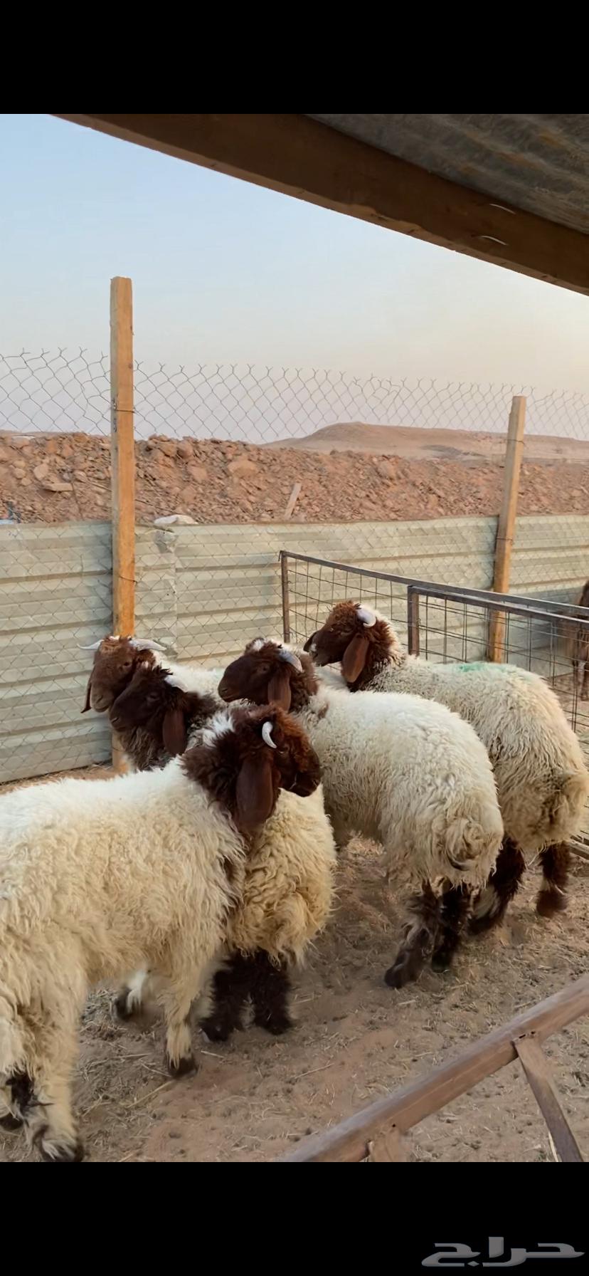 للبيع ذبايح نعيم جمله و تفريد64482728039683112