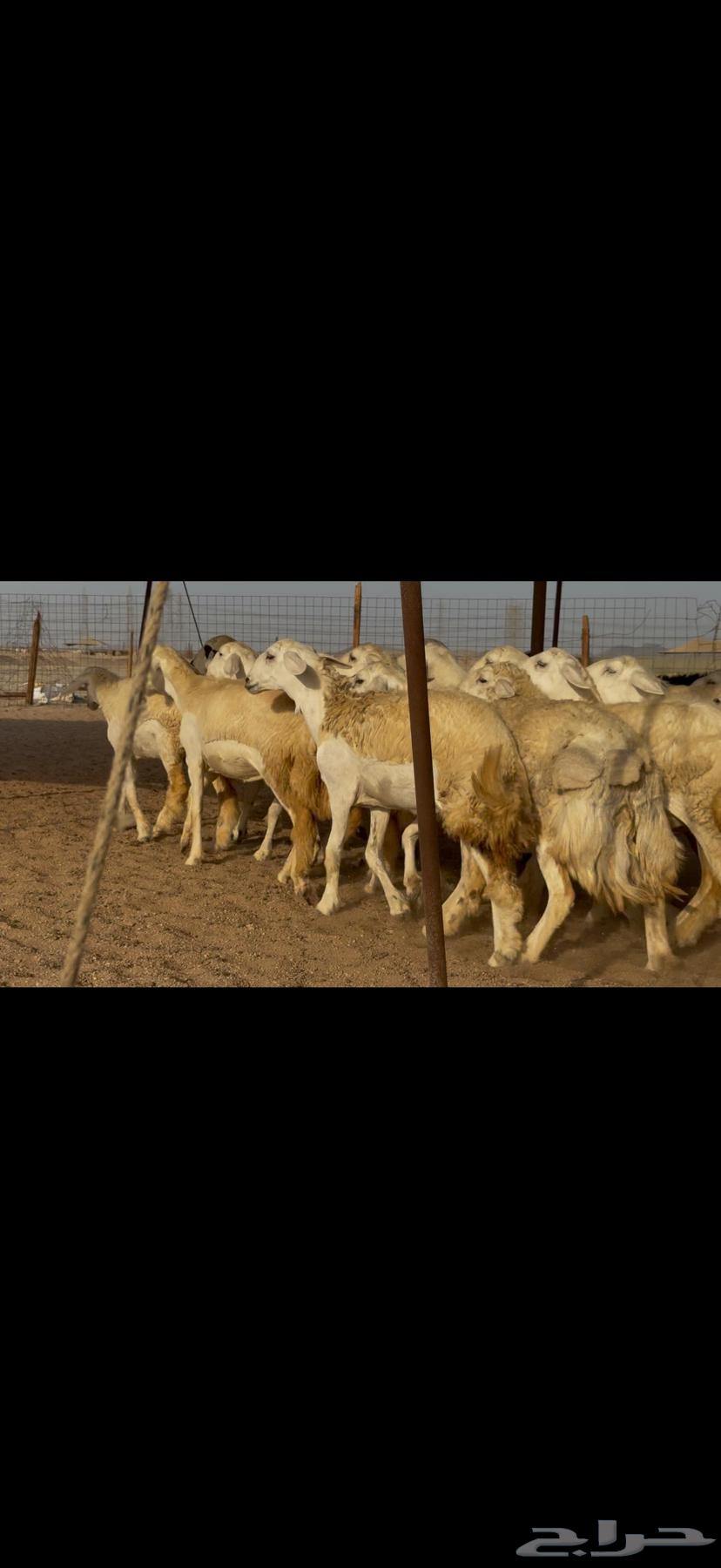 Hello and may the peace, mercy, and blessings of God be upon you64513603909891114