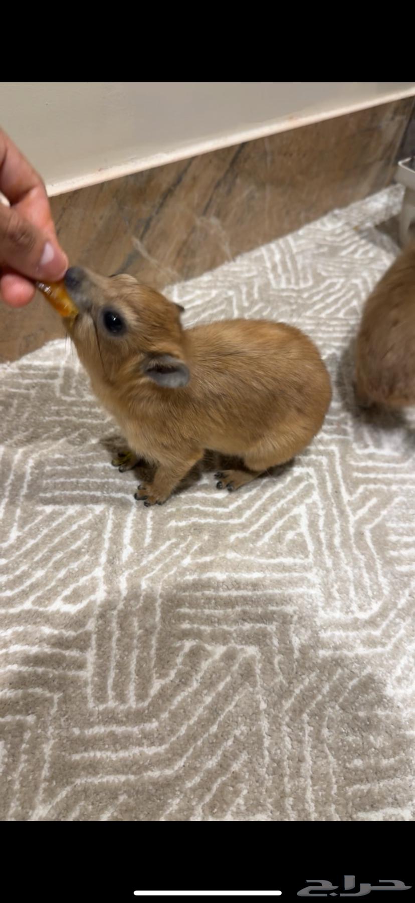 انثى وببر اليفه64518563498241110