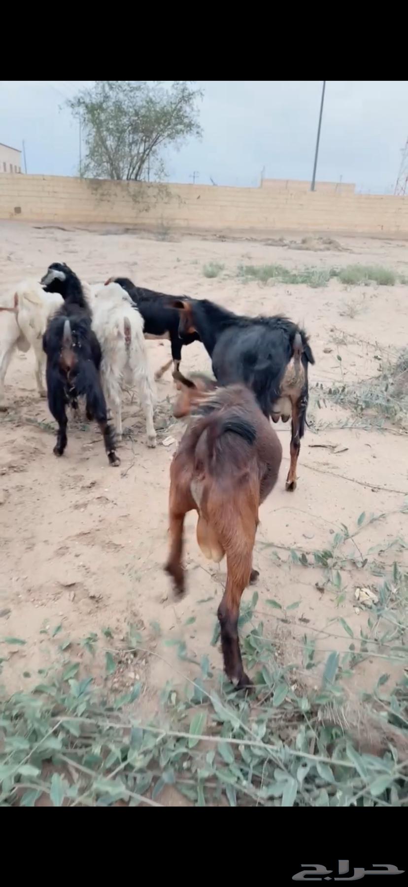 10 تيوس فل شحم64424457795587113