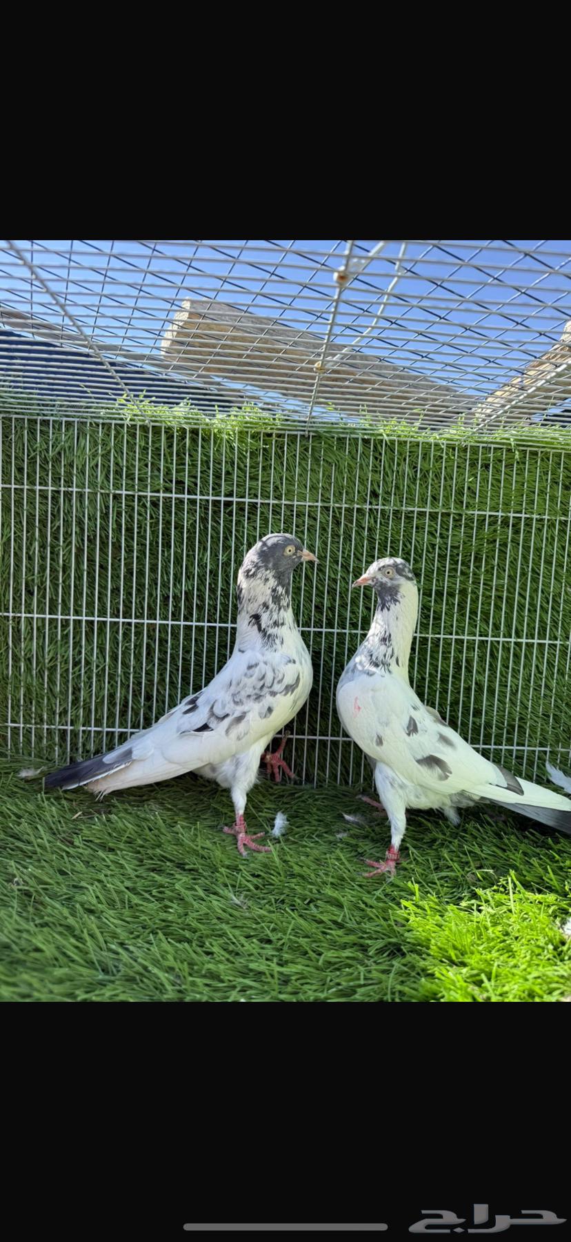 سهران بوري64511353672322111