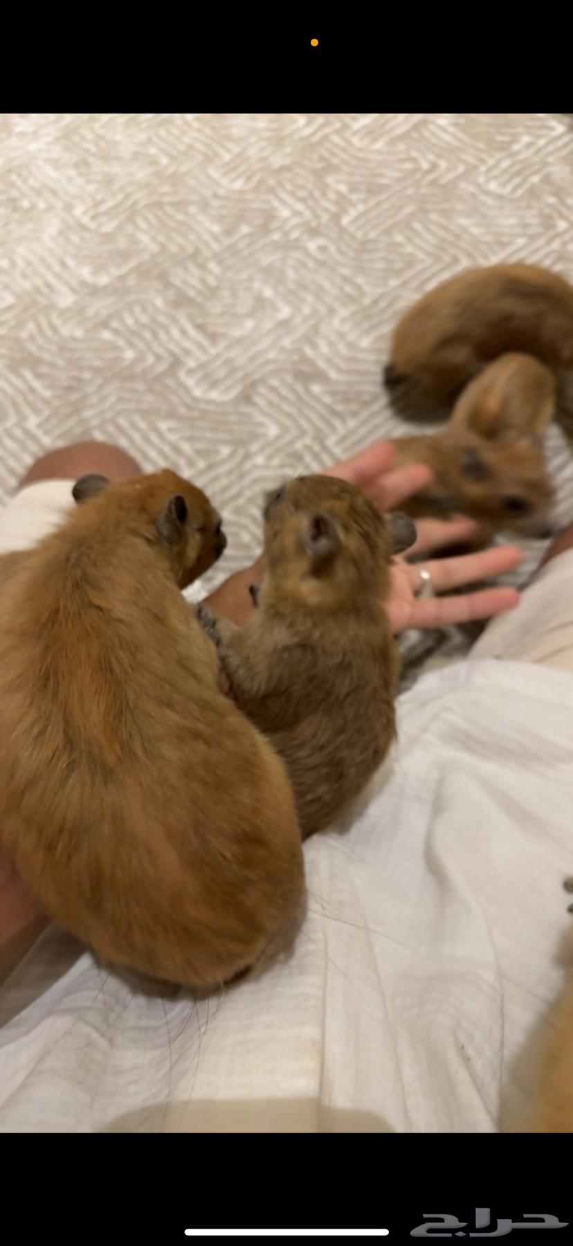 انثى وببر اليفه64518563498241113