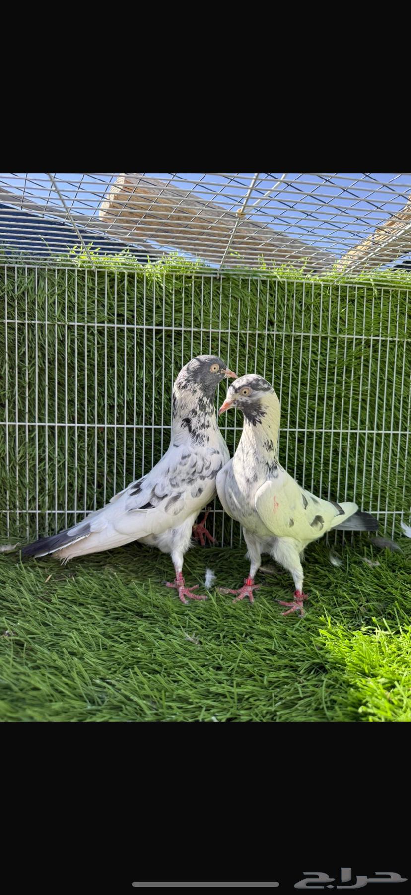 سهران بوري64511353672322113