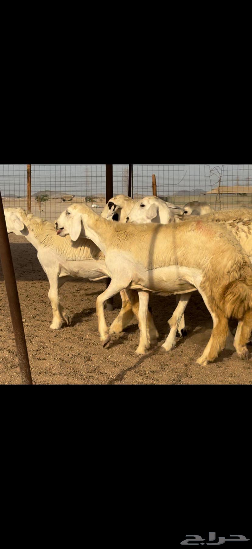 Hello and may the peace, mercy, and blessings of God be upon you64513603909891110