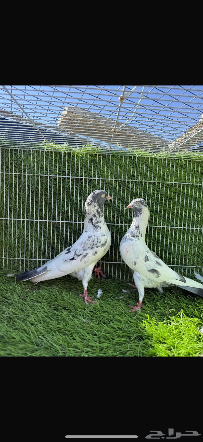 سهران بوري64511353672322110