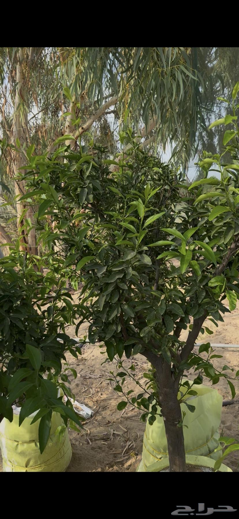 Orange Tree, Fandi Tree, and Lime Quat64512469101313114