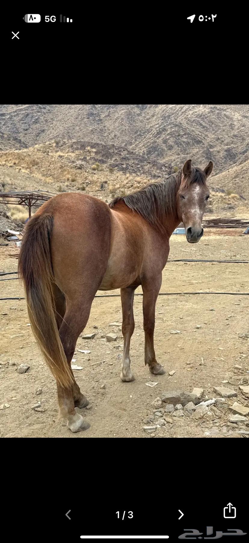 مهر للبيع او البدل بفرس64518164930435110