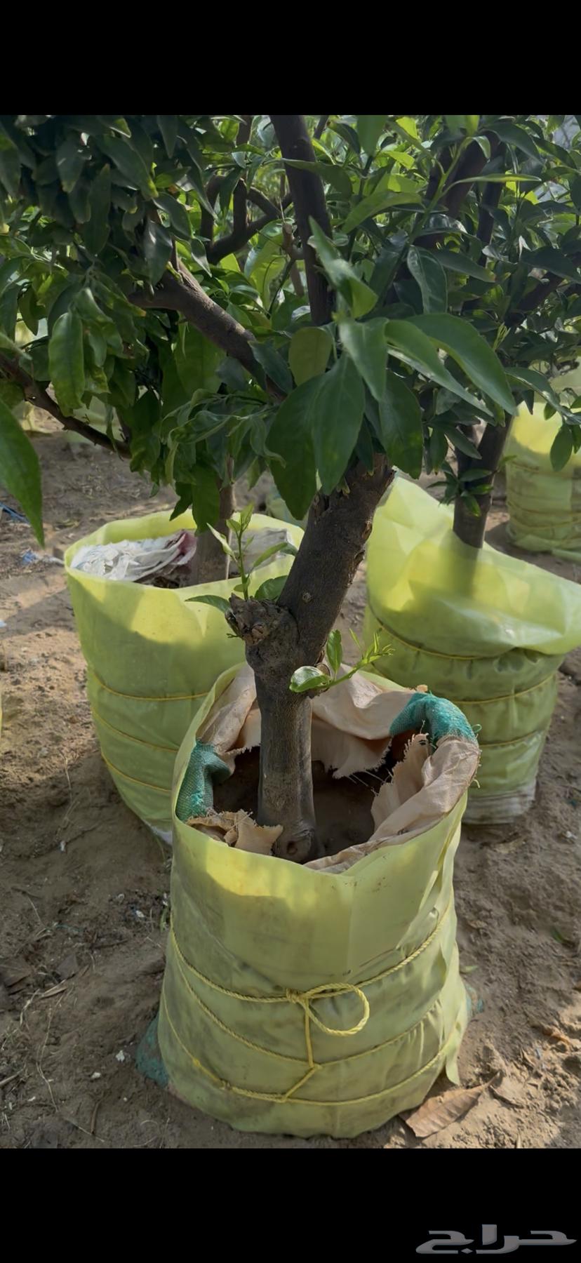 Orange Tree, Fandi Tree, and Lime Quat64512469101313112