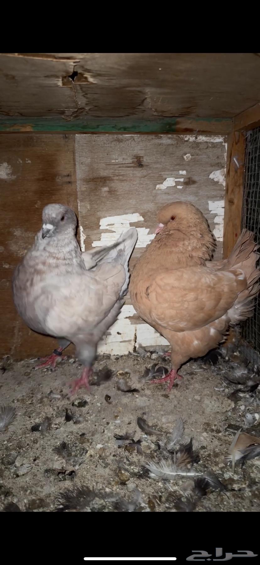 كنق ملكي مستوى توب64511464874369111