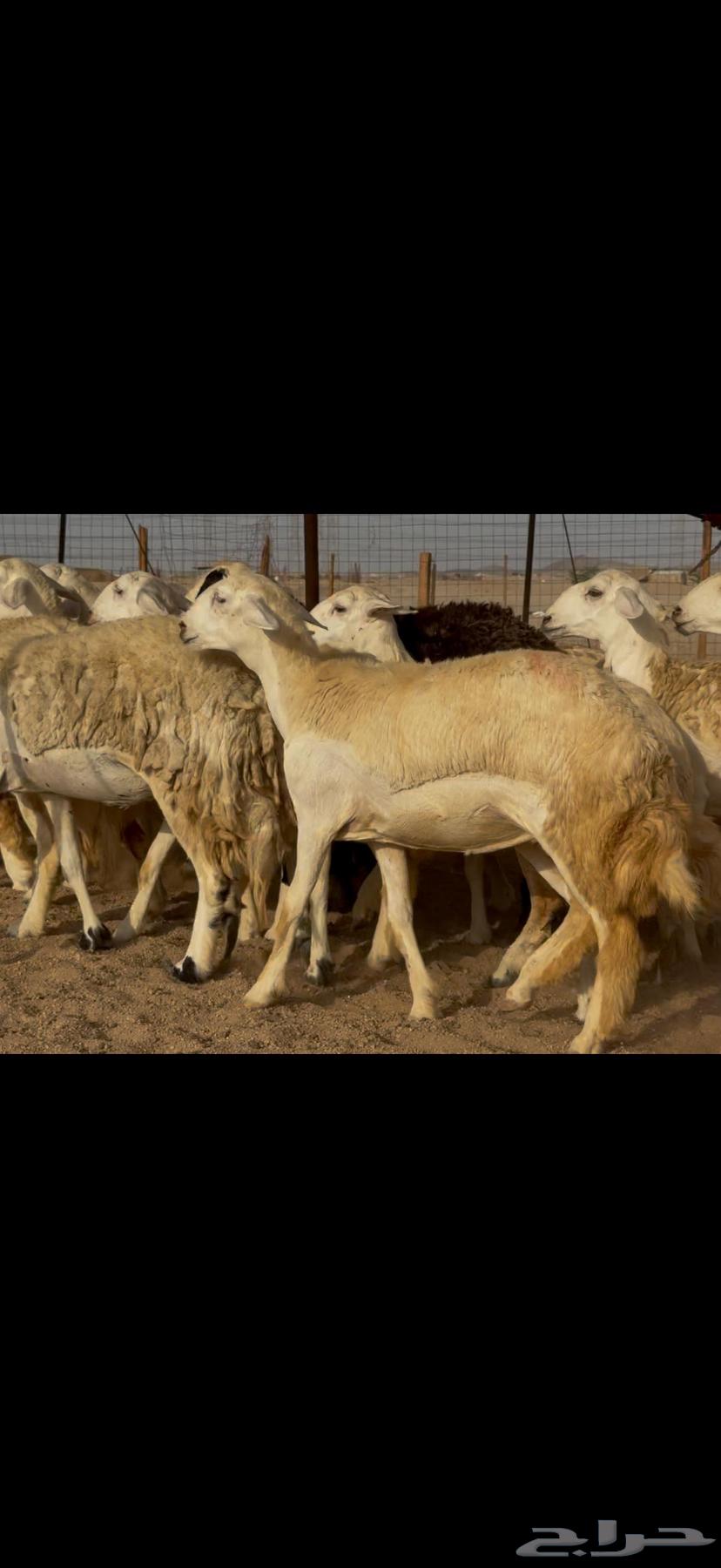 Hello and may the peace, mercy, and blessings of God be upon you64513603909891112