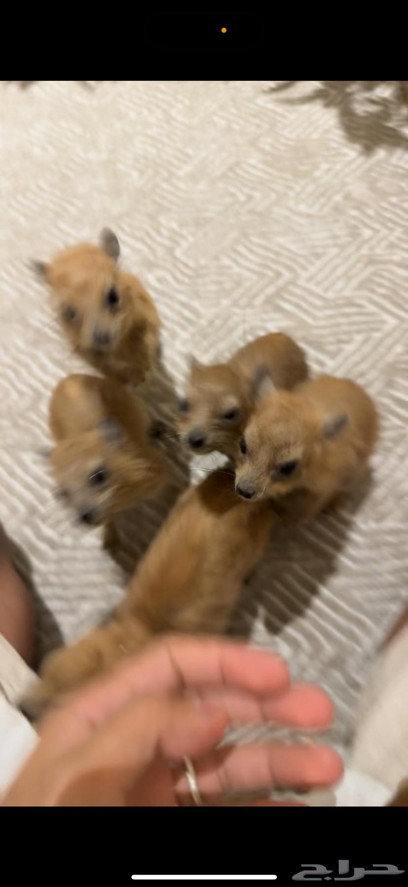 انثى وببر اليفه64518563498241112