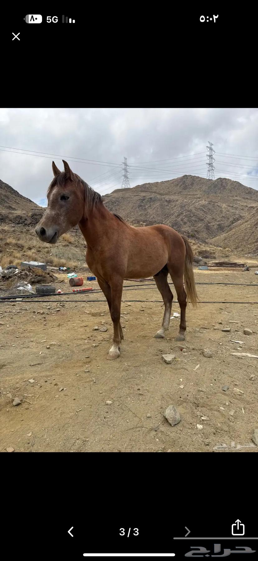 مهر للبيع او البدل بفرس64518164930435112