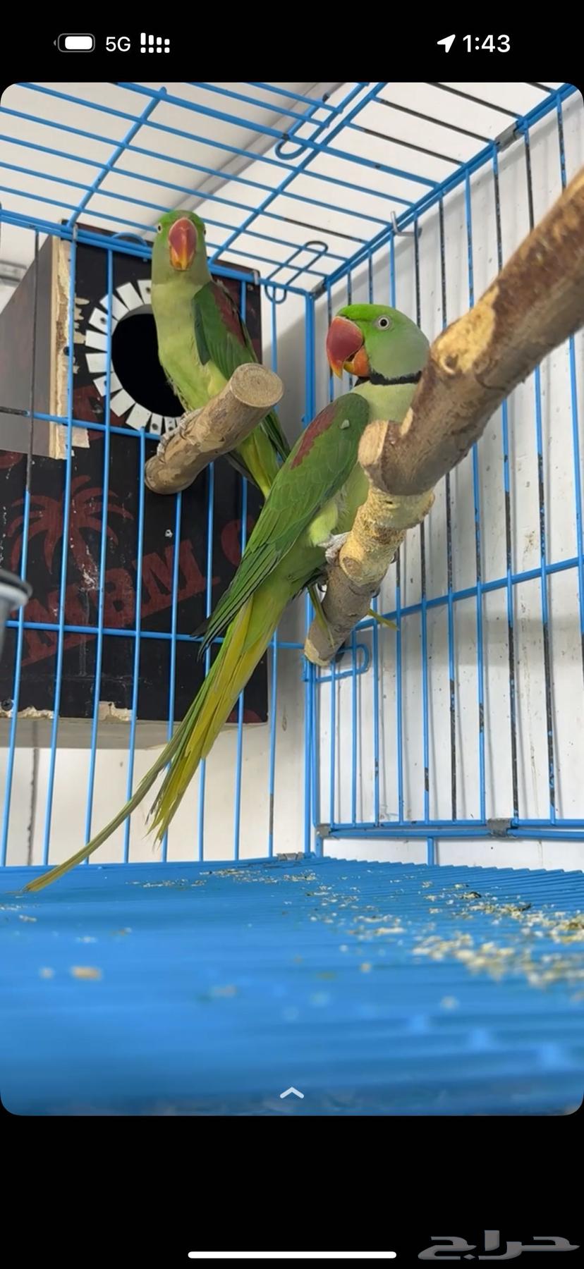 جوز دره نيبالي جامبو64514169152515111