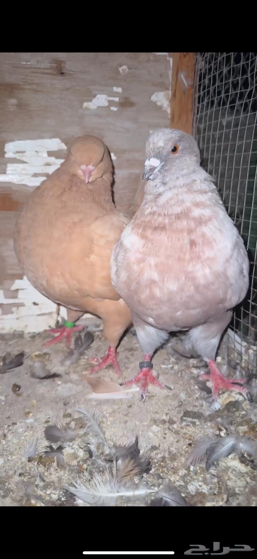 كنق ملكي مستوى توب64511464874369110