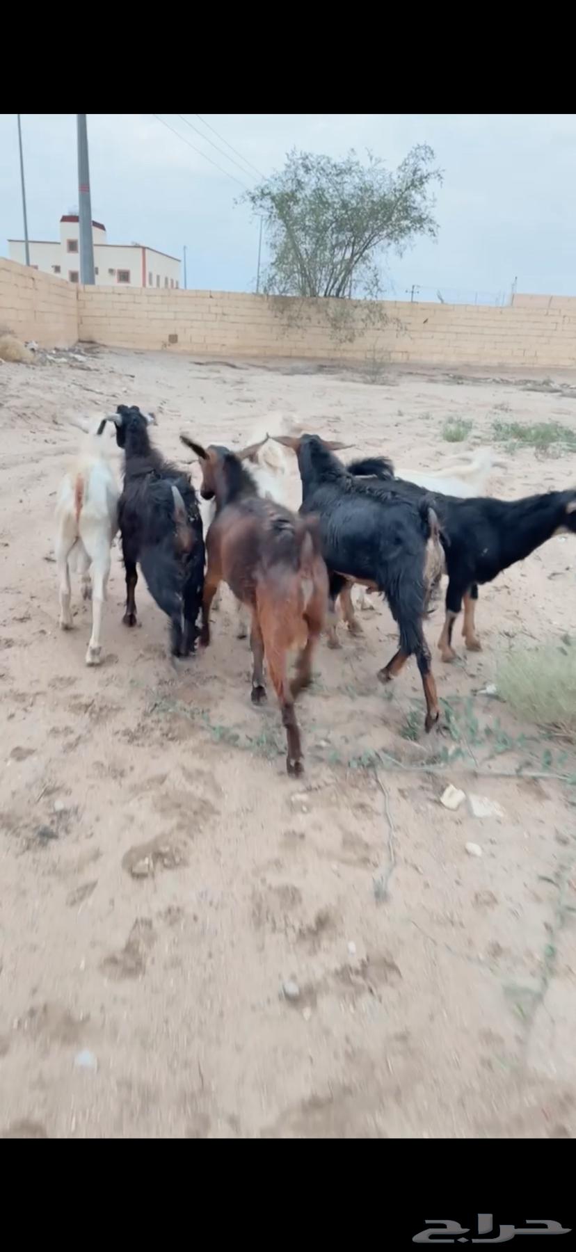 10 تيوس فل شحم64424457795587112