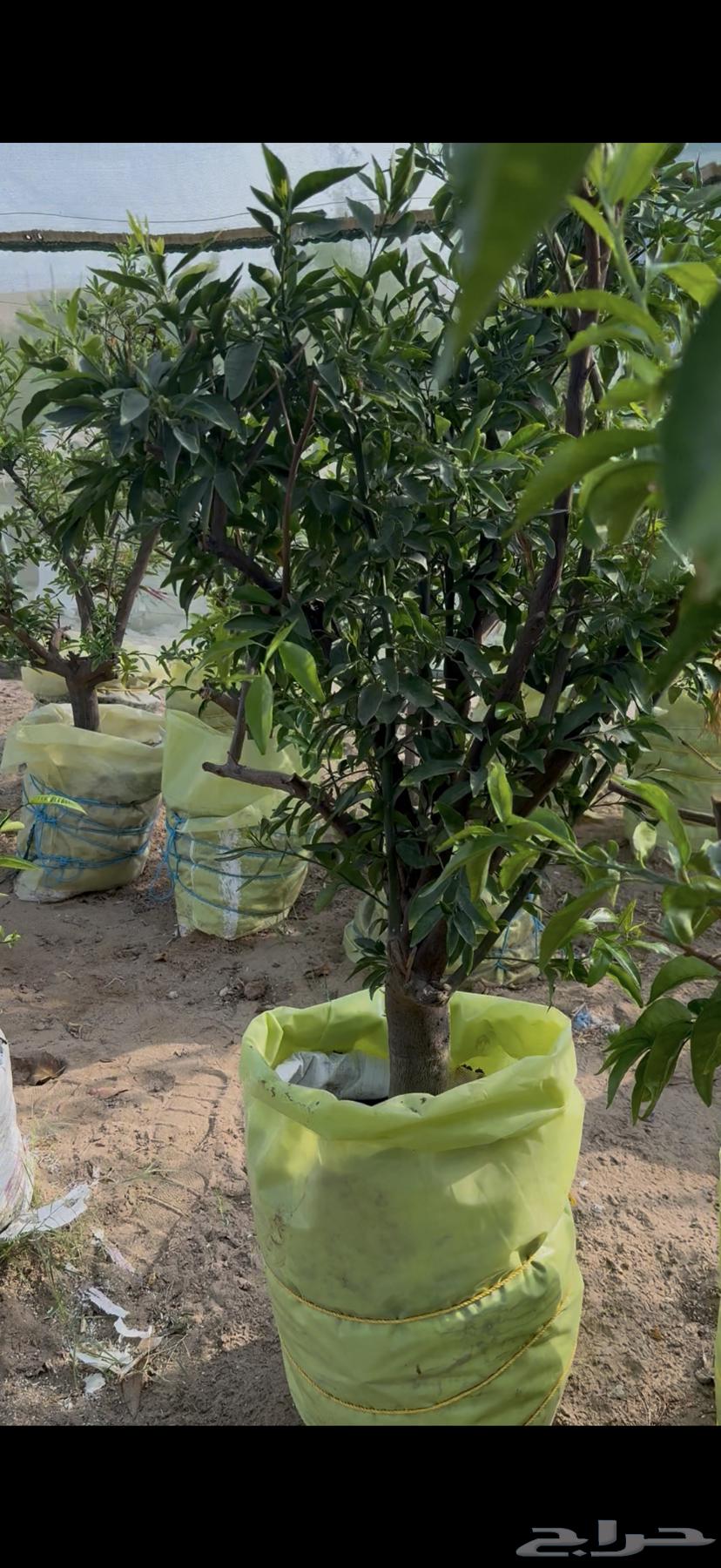 Orange Tree, Fandi Tree, and Lime Quat64512469101313111