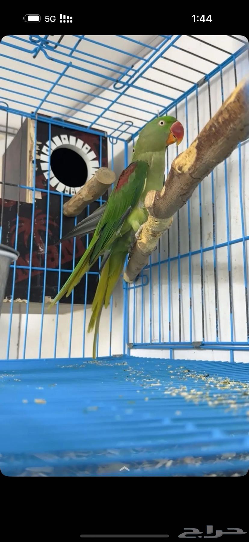 جوز دره نيبالي جامبو64514169152515110