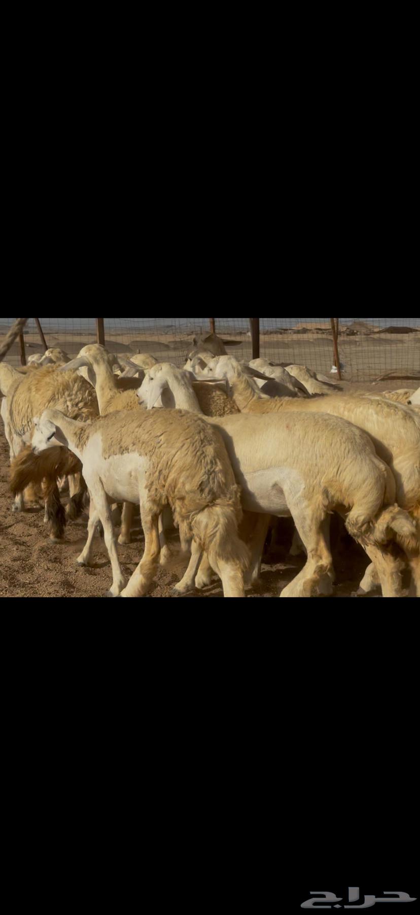 Hello and may the peace, mercy, and blessings of God be upon you64513603909891113