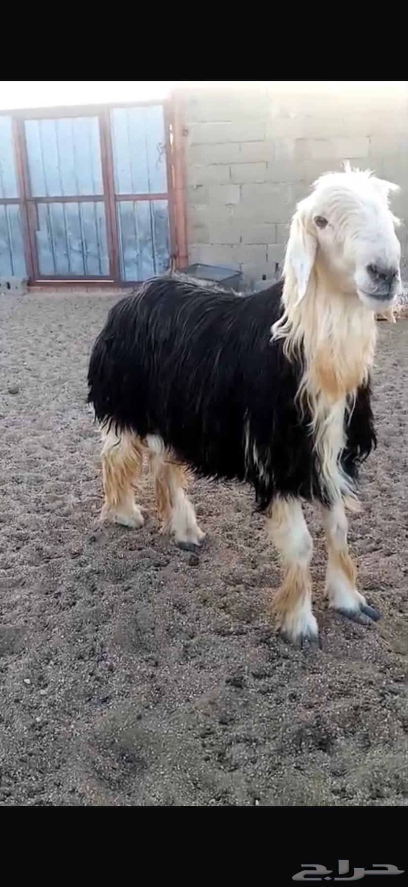 Purebred Najdi stallion with conditions64512065051906112