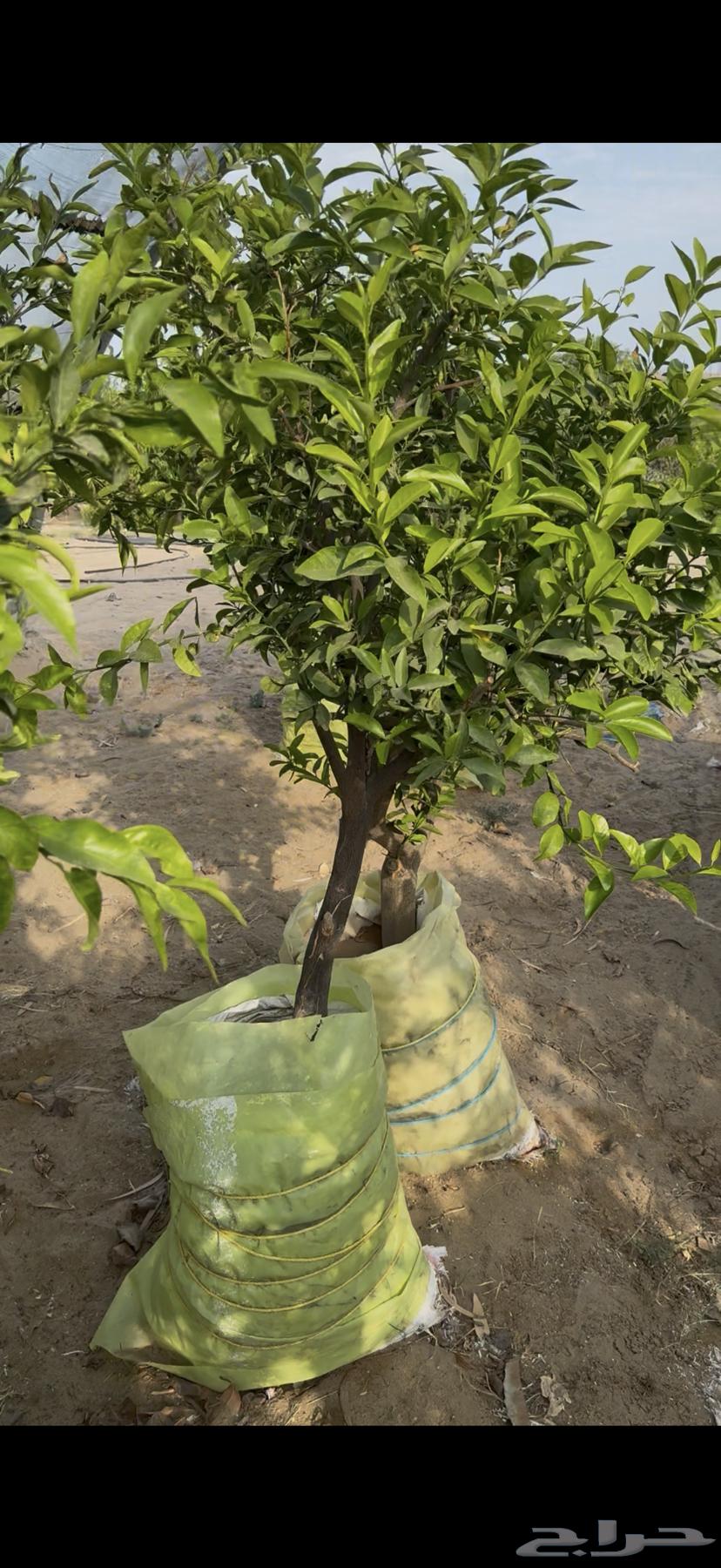 Orange Tree, Fandi Tree, and Lime Quat64512469101313110