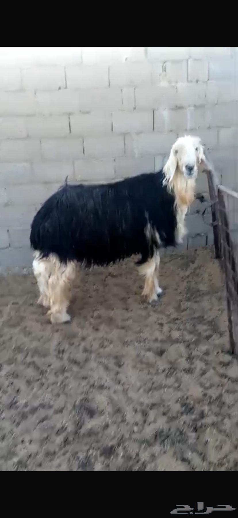 Purebred Najdi stallion with conditions64512065051906111