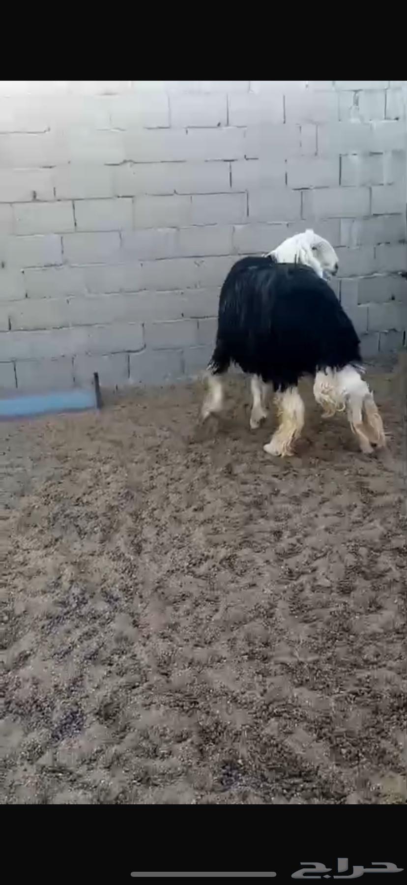 Purebred Najdi stallion with conditions64512065051906114