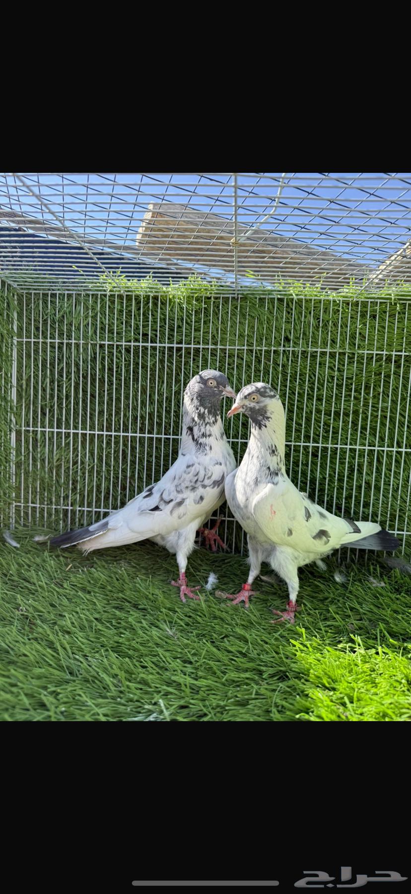 سهران بوري64511353672322114