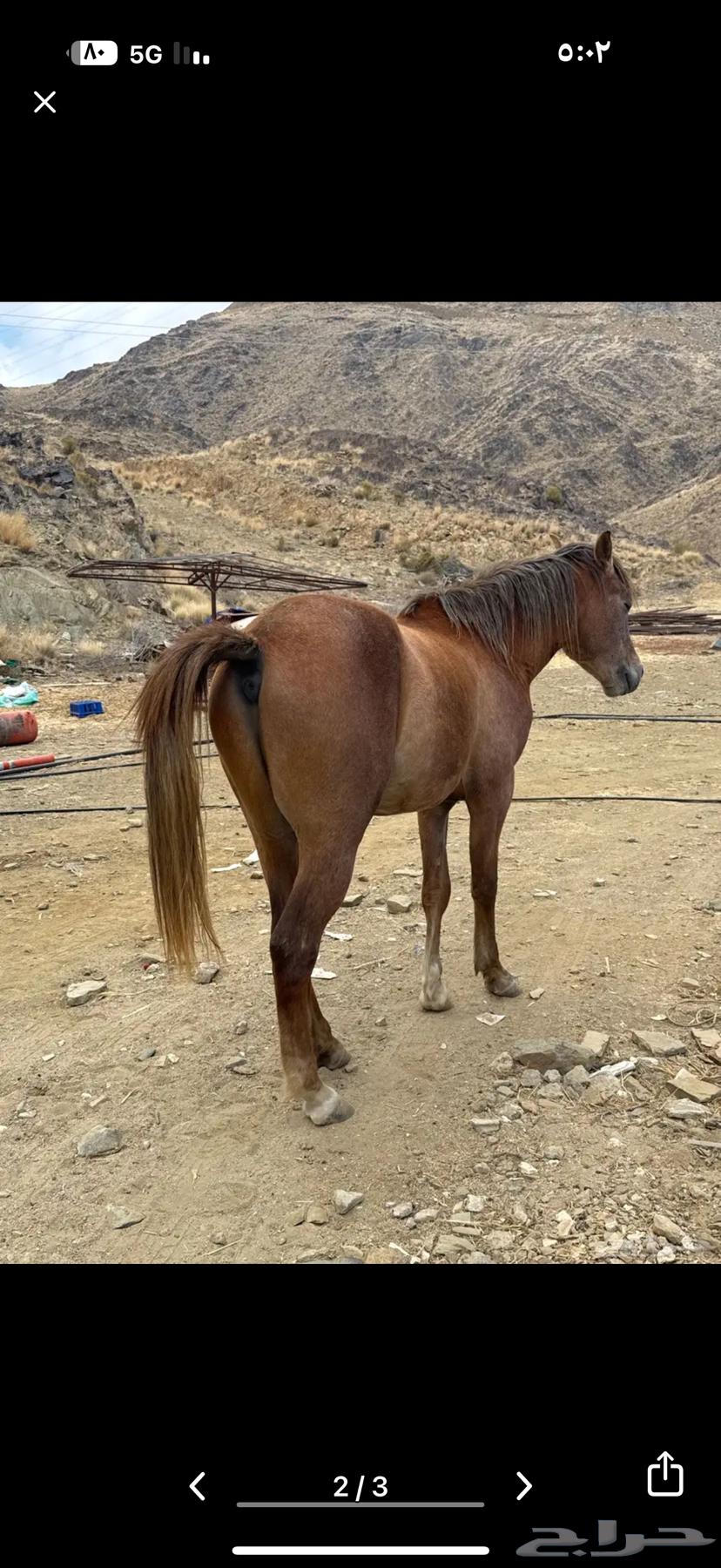 مهر للبيع او البدل بفرس64518164930435111